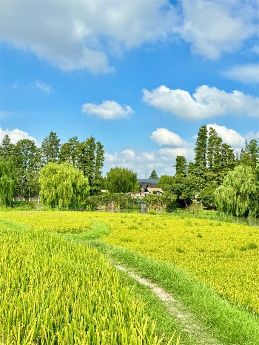 1728434970946707.jpg 秋天的烏村,堪稱秋日旅行天花板!!_3_烏村Village_來自小紅書網頁版.jpg